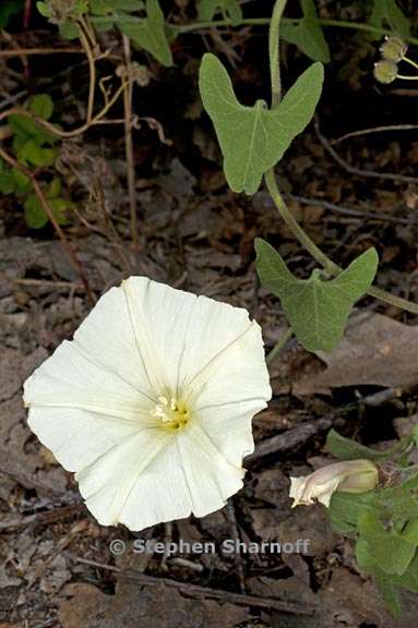 calystegia malacophylla ssp malacophylla 2 graphic